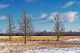 Three Bare Trees_04543